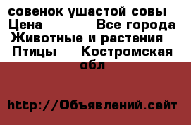 совенок ушастой совы › Цена ­ 5 000 - Все города Животные и растения » Птицы   . Костромская обл.